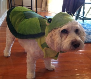 Ready for Halloween!